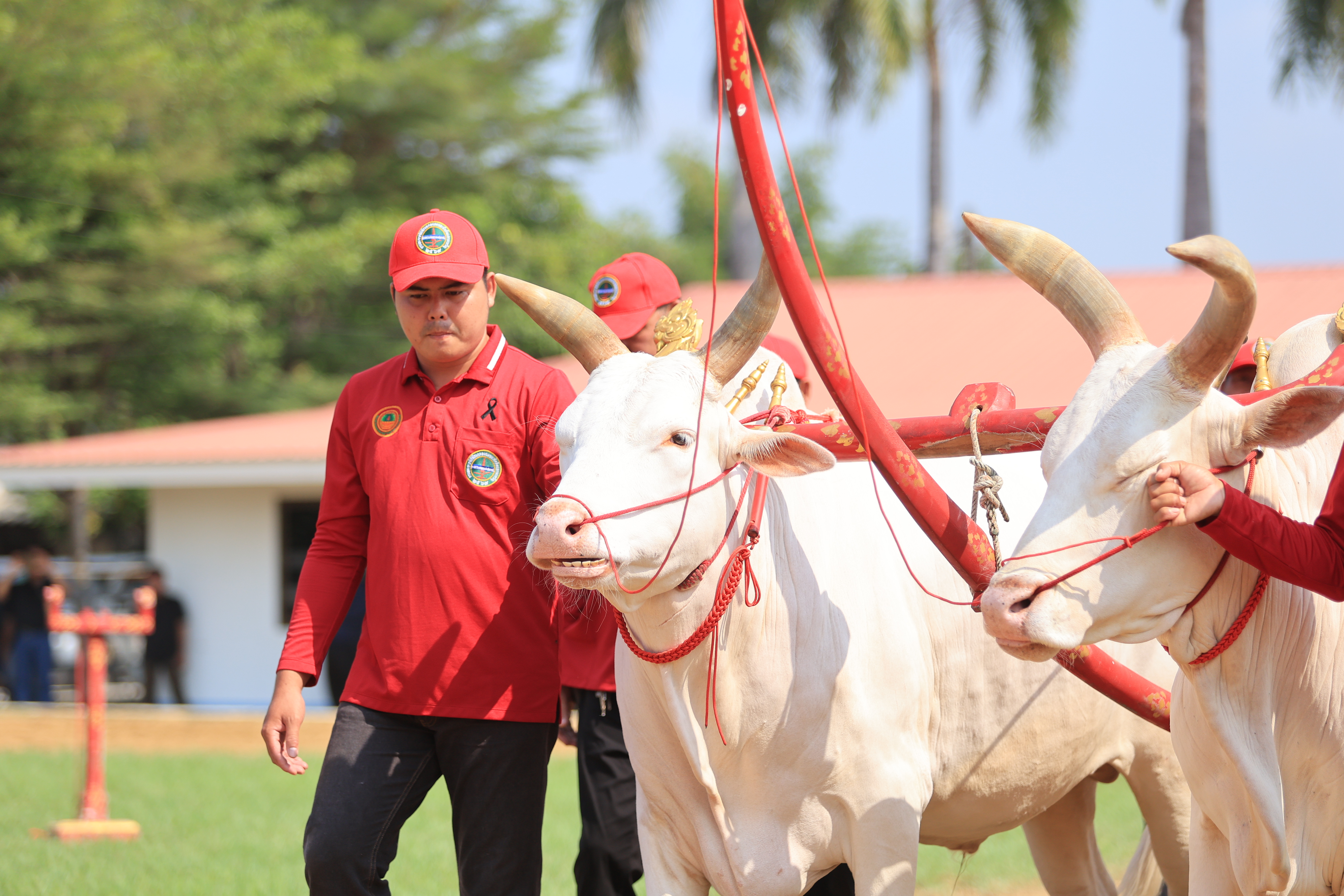 title - ส.ป.ก. เข้าร่วมการตรวจเยี่ยมการจัดเตรียมพระโค ในงานพระราชพิธีพืชมงคลจรดพระนังคัลแรกนาขวัญ ประจำปี 2569
